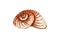 Watercolor illustration of a beige seashell snail. Underwater world. Tropical shell