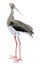 Watercolor illustration of a bird black stork