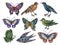 Watercolor illustration bird and butterfly colorful collection Set of abstract animal and insect  elements rococo traditiaonal