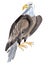 Watercolor illustration of a bird eagle in white background.