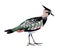 Watercolor illustration of a bird lapwing