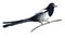 Watercolor illustration of a bird magpie in white background.