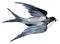 Watercolor illustration of bird swallow