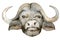 Watercolor illustration of black African Buffalo head. Year of the Ox 2021. Black bull with curved horns.