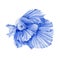 Watercolor illustration of a blue exotic fish. Hand drawn beautiful betta aquarium fish. Isolated on white background