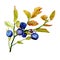 Watercolor illustration of blue huckleberry branch with leaves for healthy life on white isolated background