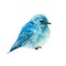 Watercolor illustration of bluebird hand-drawn on white background. Realistic animal picture of bird for icon or logo