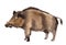 Watercolor illustration of a boar