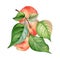 Watercolor illustration with branch flat peaches, green leaves isolated on white. Painted chines peaches. Fruit tree