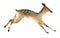 Watercolor illustration of a brown female deer jumps. Realistic sketch of wild forest animals