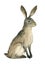 Watercolor illustration of brown hare on white background. Realistic forest animal sketch