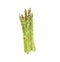 Watercolor illustration of a bunch of asparagus