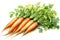 watercolor illustration of a bunch of carrots with green tops isolated on a white background