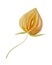 Watercolor illustration of Chinese culture items against a white background. cape gooseberry