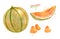 Watercolor illustration collection of Melon Cantaloupe