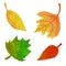 Watercolor illustration of colorful autumn leaves isolated on white background