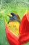 Watercolor illustration of a colorful bird on a red tropical flower