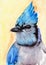 Watercolor illustration of a colorful blue jay with iridescent turquoise blue feathers