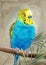 Watercolor illustration of a colorful yellow and blue budgie