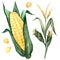 Watercolor illustration of corncob, corn kernel and stalk