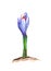Watercolor illustration of crocus spring purple flower. Botanical hand painted design element