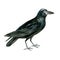 Watercolor illustration. Crow. Bird, hand-drawn in watercolor