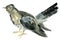 Watercolor illustration of a cuckoo bird