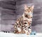 Watercolor illustration of  a cute bengal cat