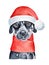 Watercolor illustration of cute Dalmatian dog character wearing warm winter scarf and Santa Claus hat.