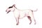 Watercolor illustration of cute English Bull Terrier