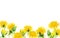 Watercolor illustration of dandelions frame, website banner with spring and summer wild flowers