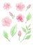 watercolor illustration of delicate, fragile, spring, pink almond flowers