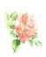 Watercolor illustration. Delicate orange rose