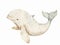 A watercolor illustration depicts a cute cartoon Beluga whale on a white background