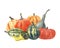 Watercolor illustration of different varieties of pumpkins.