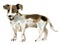 Watercolor illustration of a dog Jack Russell Terrier in white background.