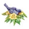 Watercolor illustration of an eastern bluebird in flowers. Beautiful blue bird sitting in yellow freesia flowers and green leaves.