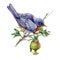 Watercolor illustration of an eastern bluebird on a pomegranate branch. Blue bird sitting on a tree among the leaves and fruit.