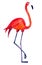 Watercolor illustration of Flamingo in white background.