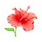 Watercolor illustration of flower of red hibiscus. Hand drawn exotic  tropical plant isolated on white background. Red hibiscus