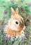 Watercolor illustration of a fluffy yellow rabbit or hare with cute ears