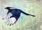 Watercolor illustration of a flying magpie with black-turquoise iridescent wings
