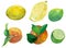 Watercolor illustration of fresh citrus fruits- lemon, lime and orange.