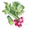 Watercolor illustration of fresh radish