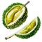 Watercolor illustration. Fruit Durian. Image of a sliced durian fruit, a piece of fruit