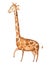Watercolor illustration of funny cartoon giraffe drawn on paper