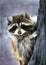 Watercolor illustration of a funny fluffy grey raccoon
