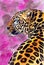 Watercolor illustration of a golden yellow with black spots leopard