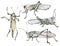 Watercolor illustration grasshoppers locusts set, a muted color sketch isolated on a white background. Elegant insects