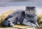 Watercolor illustration of a gray fluffy scottish fold cat